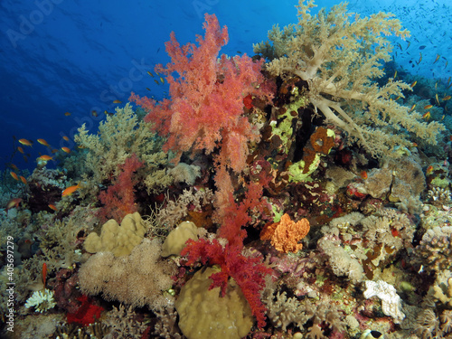A colorful part of a Red Sea coral reef