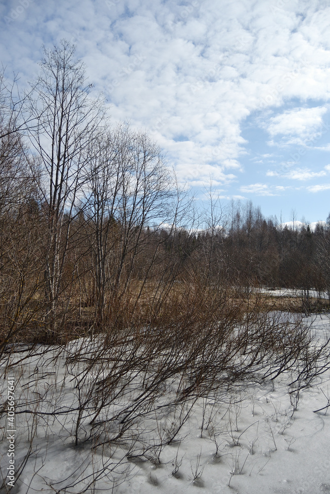 Springtime Wetland Forest. Early Spring With Melting Ice And Snow Springtime Wetland Forest. Early Spring With Melting Ice And Snow