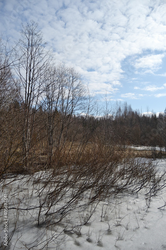 Springtime Wetland Forest. Early Spring With Melting Ice And Snow