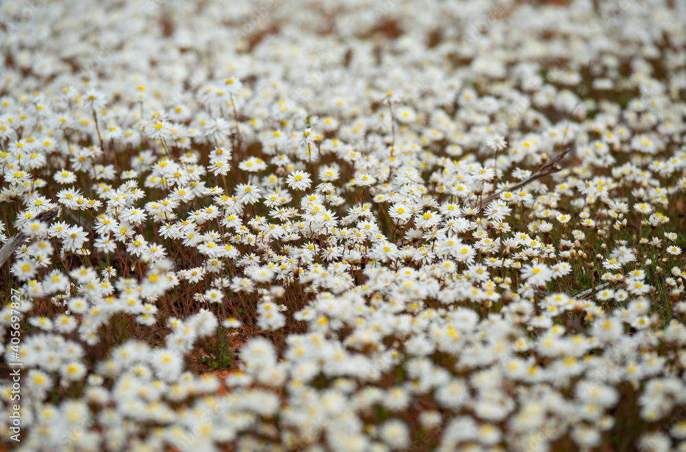 Western Australia wildflower background Western Australia wildflower background
