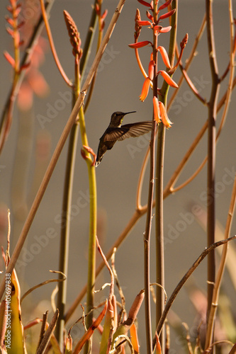 Obraz na plátně fairyland hummingbird