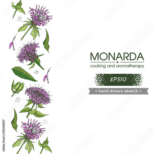 Background filled with Monarda , Bergamot. Detailed hand-drawn sketches, vector botanical illustration.