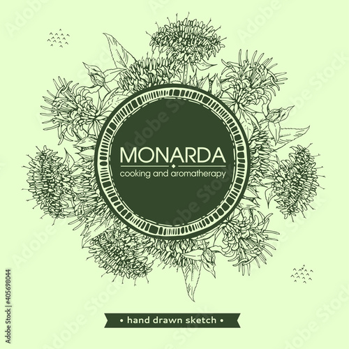 Frame with Monarda or Bergamot. Detailed hand-drawn sketches, vector botanical illustration.