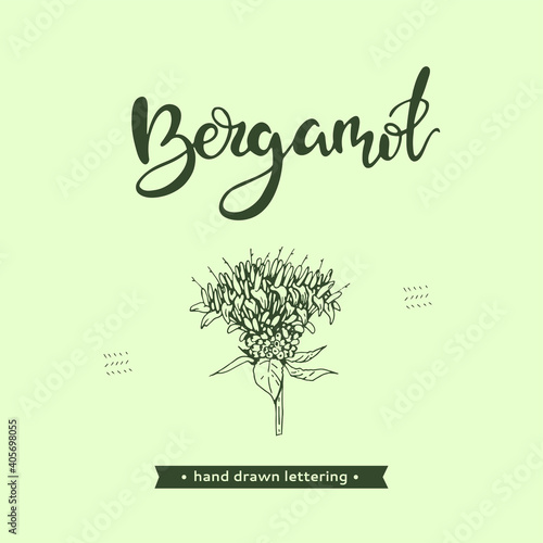 Monarda , Bergamot and lettering Bergamot Detailed hand-drawn sketches, vector botanical illustration.