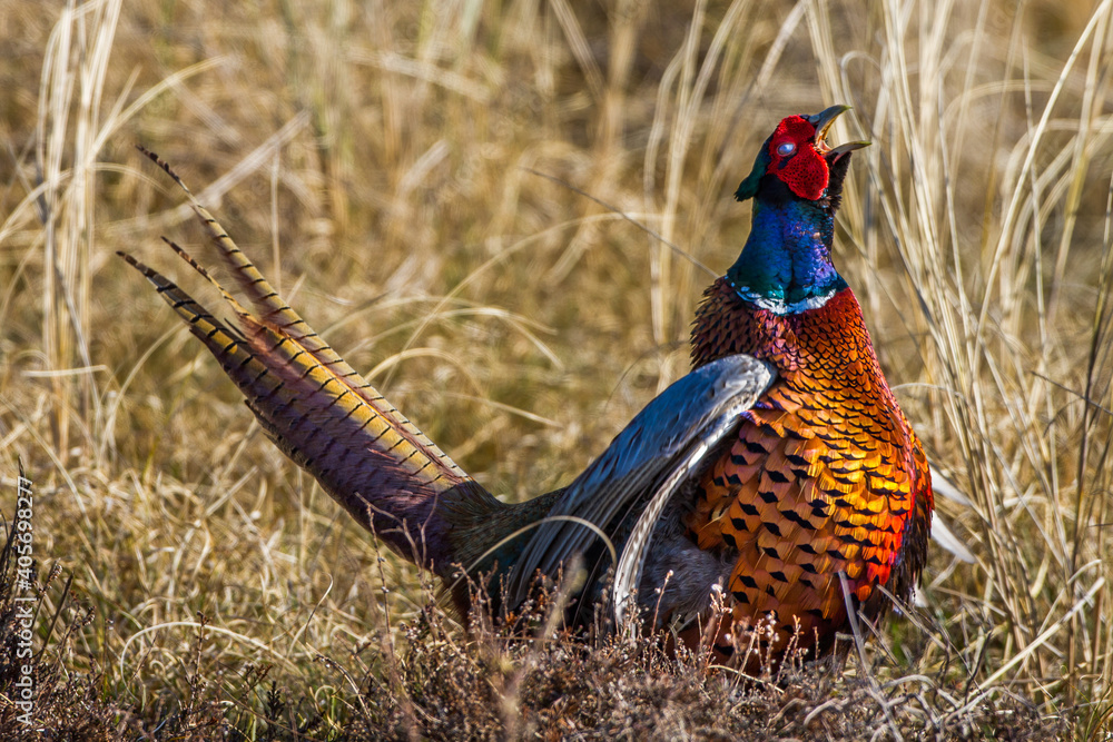 Fototapeta premium Fasan (Phasianus colchicus) Männchen