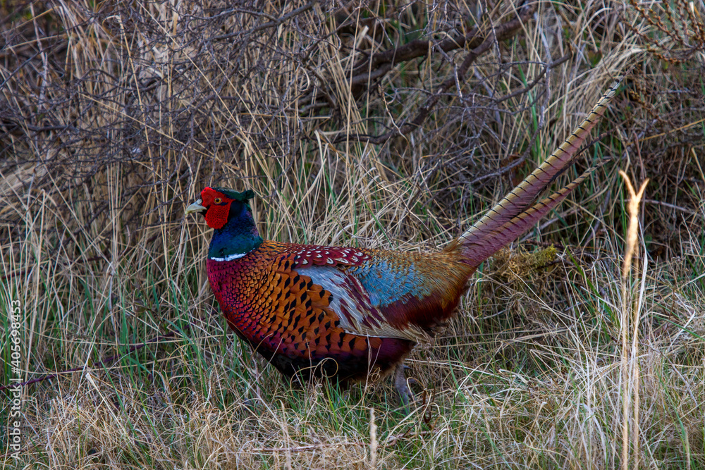 Fototapeta premium Fasan (Phasianus colchicus) Männchen