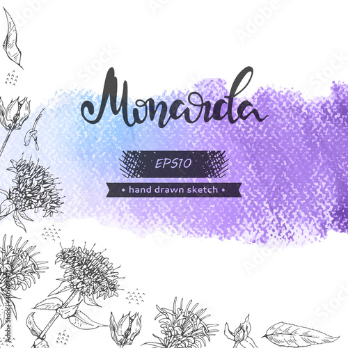 Background with Monarda or Bergamot and lettering Monarda Detailed hand-drawn sketches, vector botanical illustration.