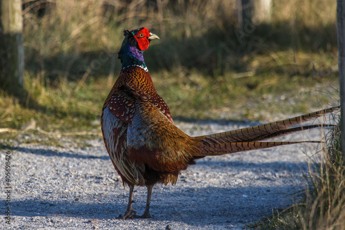 Fasan (Phasianus colchicus) Männchen photo