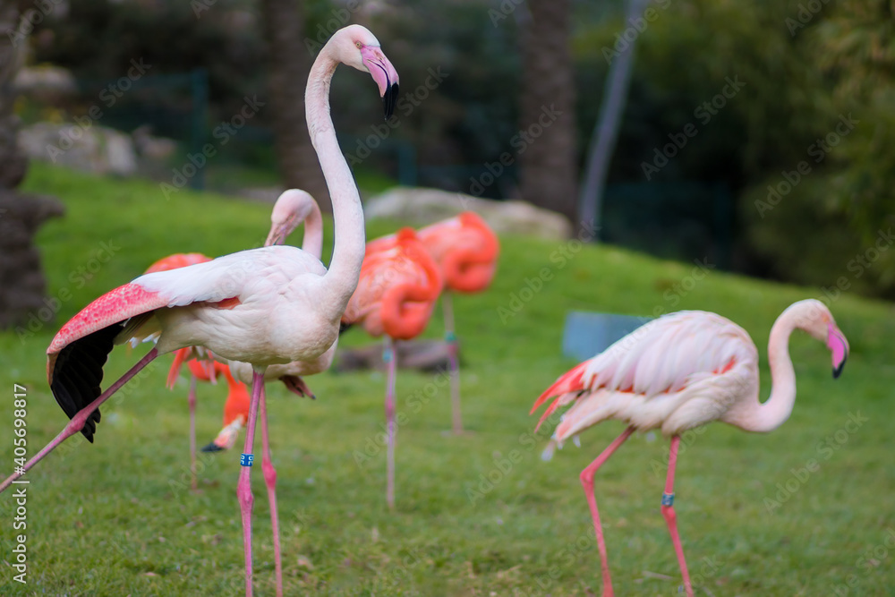A group of flamindos standing on grass, blurred background A group of flamindos standing on grass, blurred background