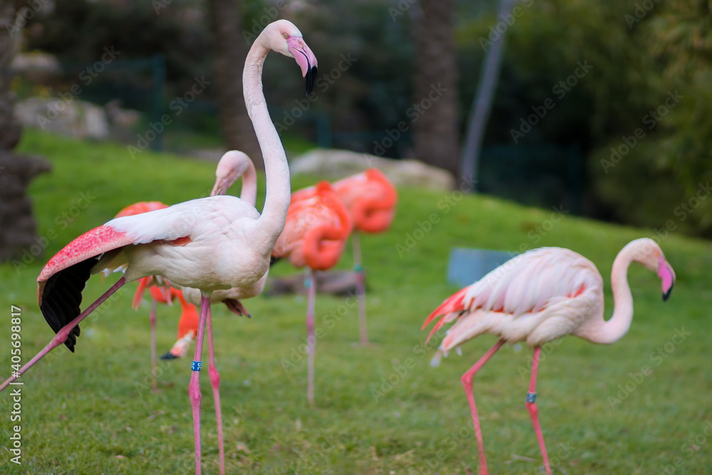 A group of flamindos standing on grass, blurred background