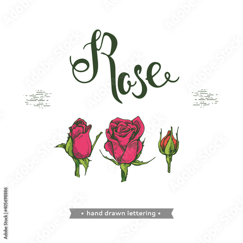 Roses and lettering Rose. Detailed hand-drawn sketches, vector