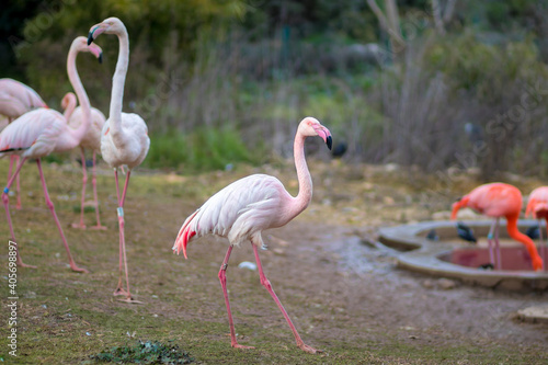 A group of flamindos standing on grass  blurred background