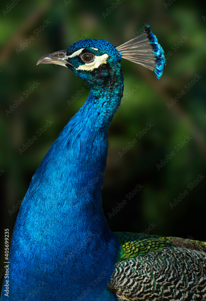 Naklejka premium A Close up headshot of Peacock with dark blur background.