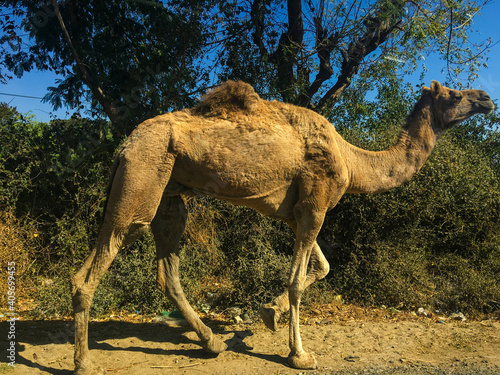 Asian camel in the Road Near By Revdar, Jalor, Rajasthan India 