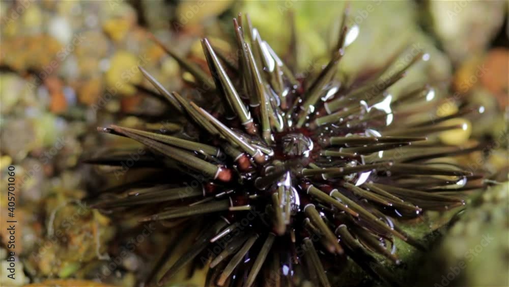 Small Sea Urchin searching for food during low tide at night, Eilat, Israel, Close up Small Sea Urchin searching for food during low tide at night, Eilat, Israel, Close up