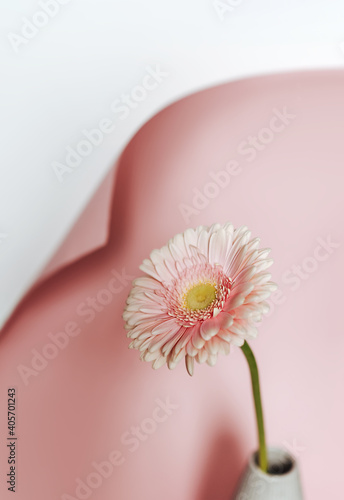 Creative and minimalistic composithion with pink gerbera on a pink background. Concept of the coming of spring and women s day. Lifestyle background.