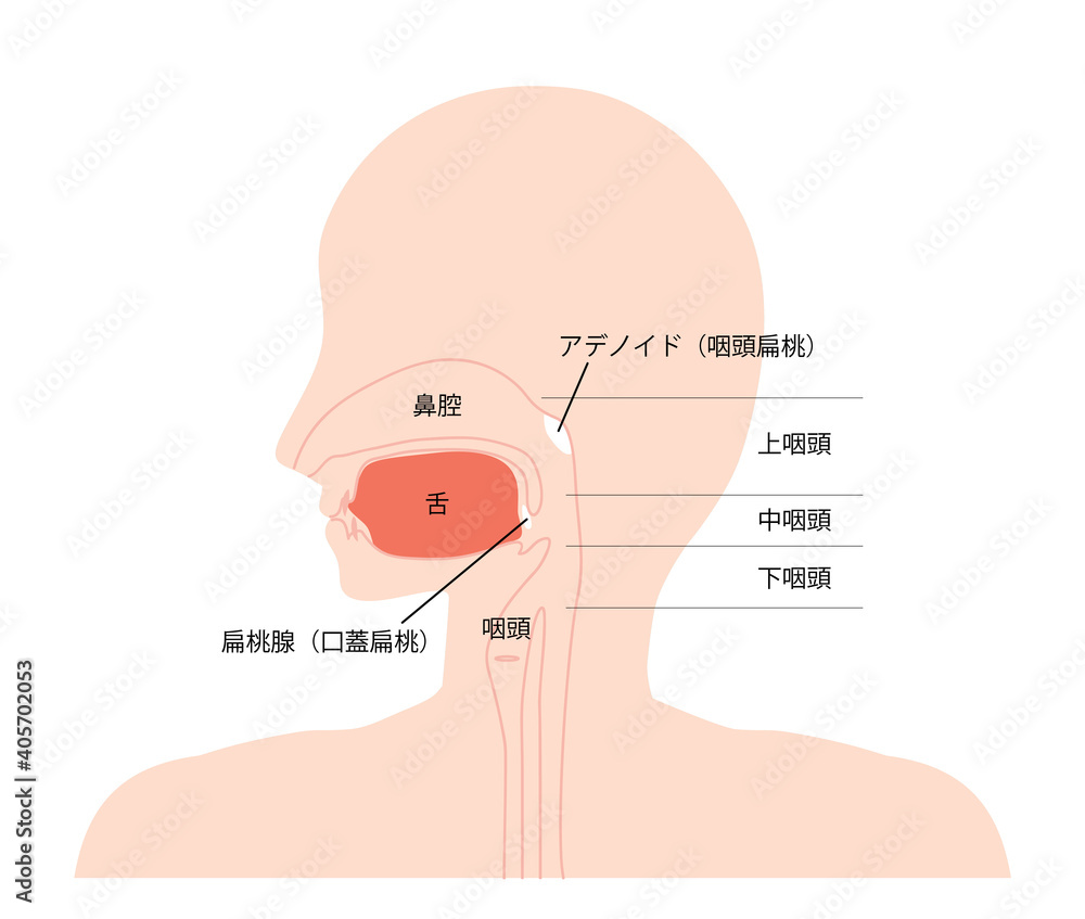 頭部 口腔内 矢状断 イラスト Stock Vector Adobe Stock