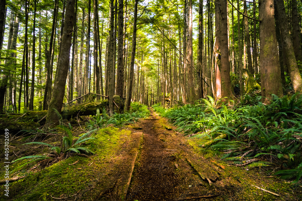 Obraz premium New Growth