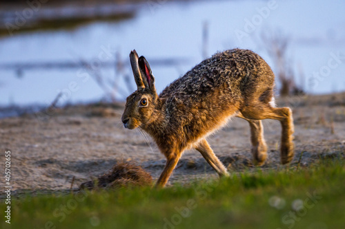 Feldhase (Lepus europaeus) photo