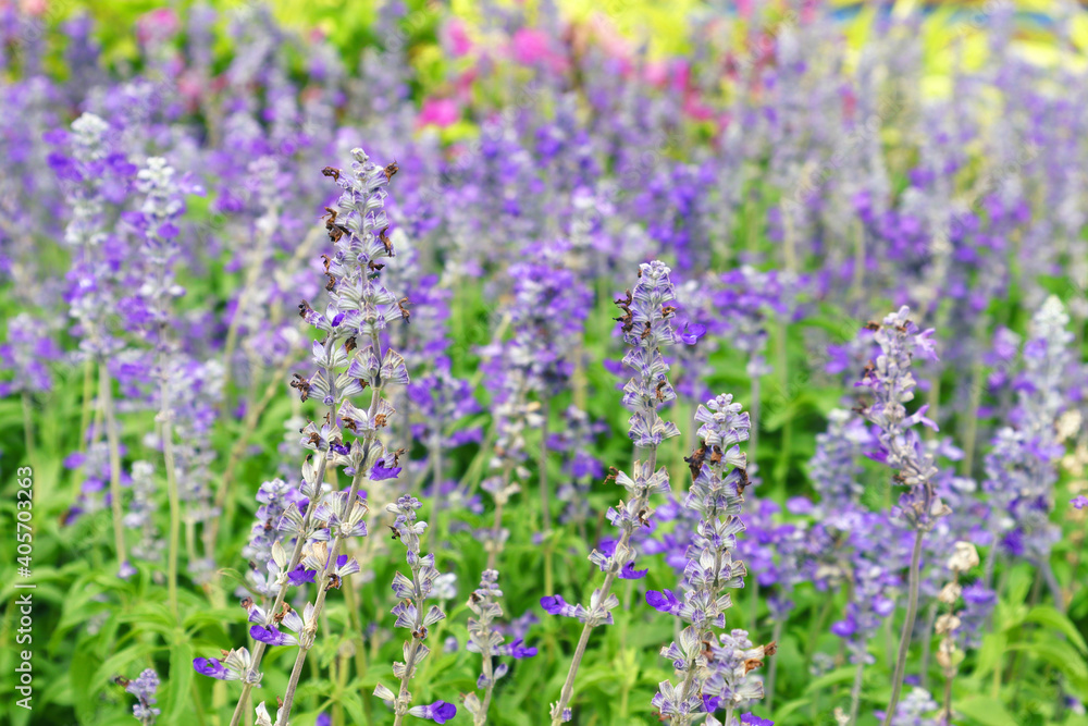 Blue Salvia, Salvia farinacea blooming in the garden