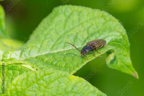 Athous beetle on a potato leaf