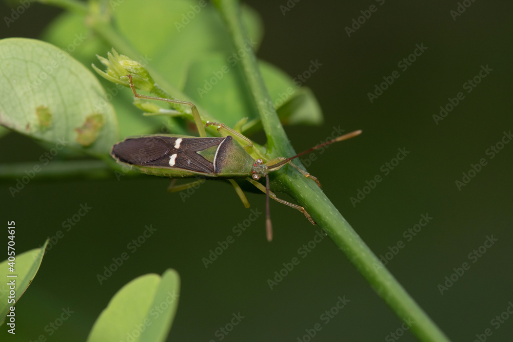 Green rice-ear bug, Leptocorisa oratoria, West Bengal, India Green rice-ear bug, Leptocorisa oratoria, West Bengal, India