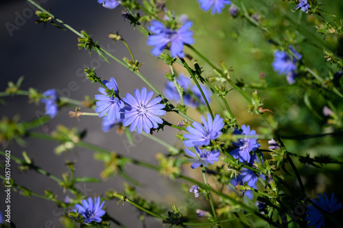 Blue chicory flowers in nature.