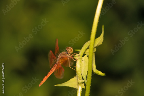 Orange dragonfly, Neurothemis terminata, Bokaro, West Bengal, India photo