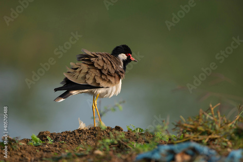 Shaking wings Red wattled lapwing, Vanellus indicus, Tadoba, Maharashtra, India