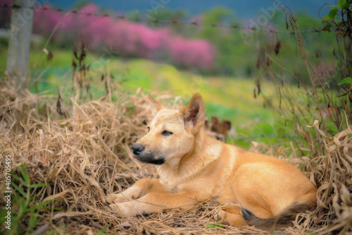 The dog is lying comfortable. On the brown grass, a beautiful backdrop of up-pink flowers. © weerachai
