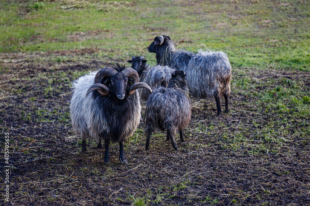 Fototapeta premium goat and sheep grazing in green meadow