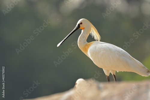 The Beautiful spoonbill is standing on rock and targetting for food in Kaveri River