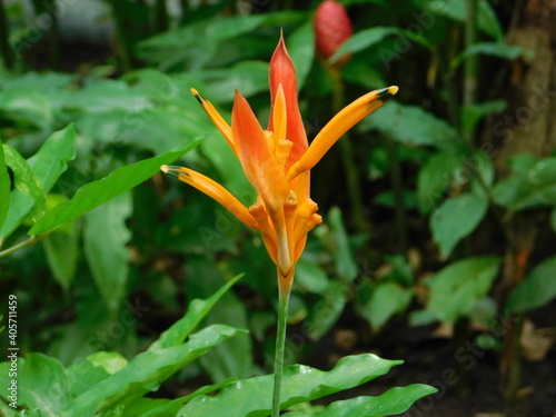 orange lily flower