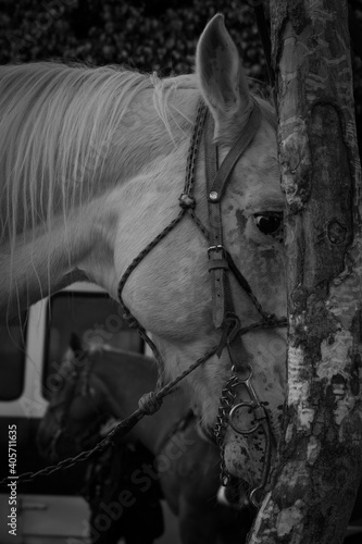 Mirada de caballo