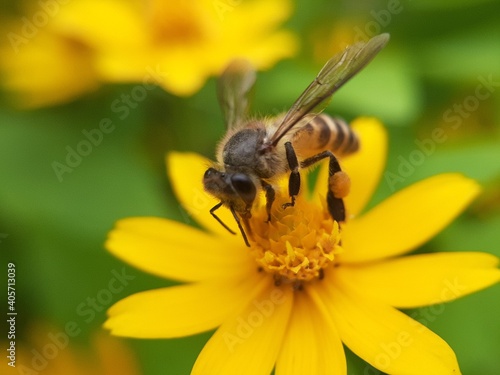 Honey bees are collecting pollen on yellow flowers. Bee on yellow flower on blurred background