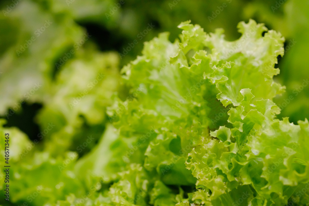 Green Lettuce leaves - Ripe green crisp-head lettuce, Gardening background with green Salad plants in the open ground, banner. Lactuca sativa green leaves, closeup. Leaf Lettuce in garden bed. Green Lettuce leaves - Ripe green crisp-head lettuce, Gardening background with green Salad plants in the open ground, banner. Lactuca sativa green leaves, closeup. Leaf Lettuce in garden bed.