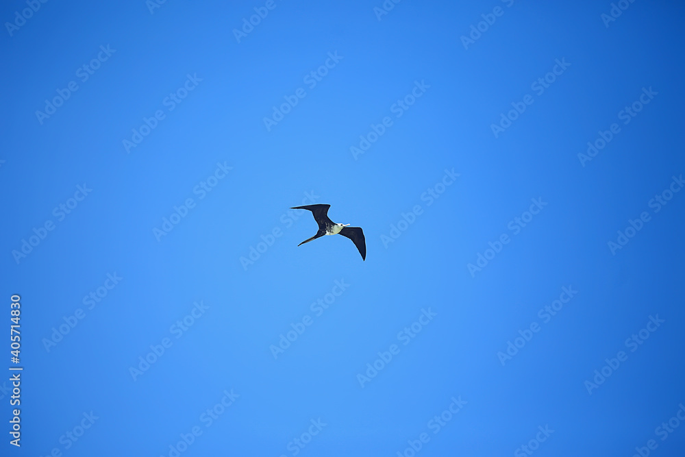 frigate in flight, seabird flies in the blue sky, freedom