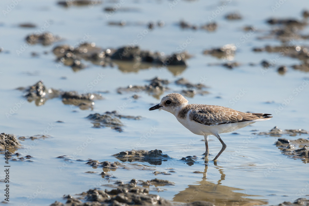 Kentish Plover or Charadrius alexandrinus Kentish Plover or Charadrius alexandrinus