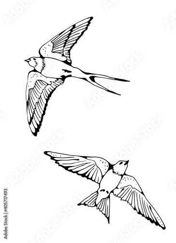 Swallow and House Martin birds vector set, hand drawn collection