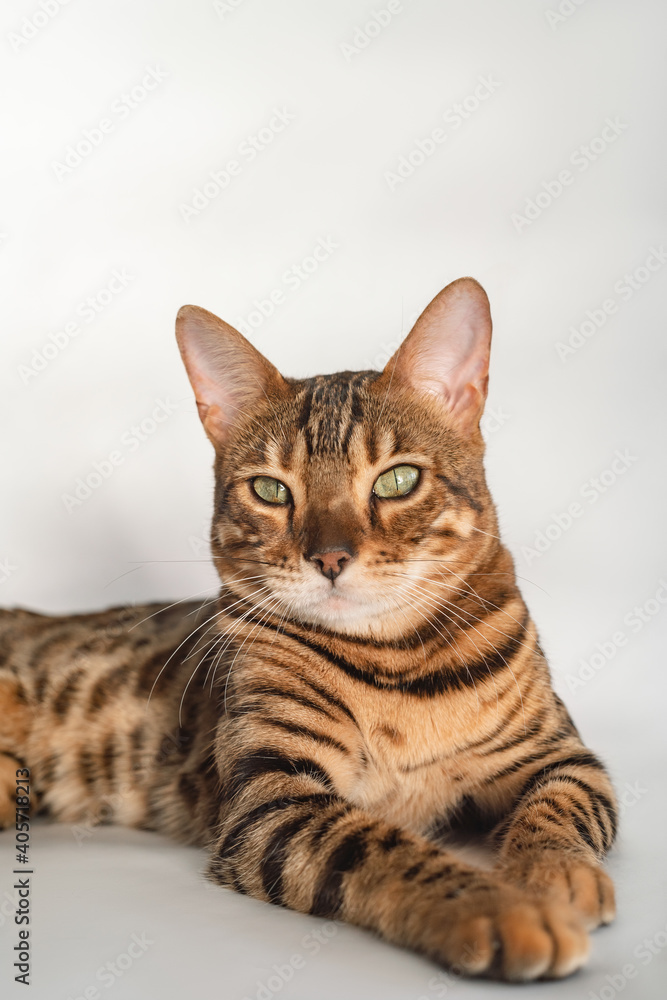 Obraz premium Ginger bengal cat with green eyes close up on a white background alone
