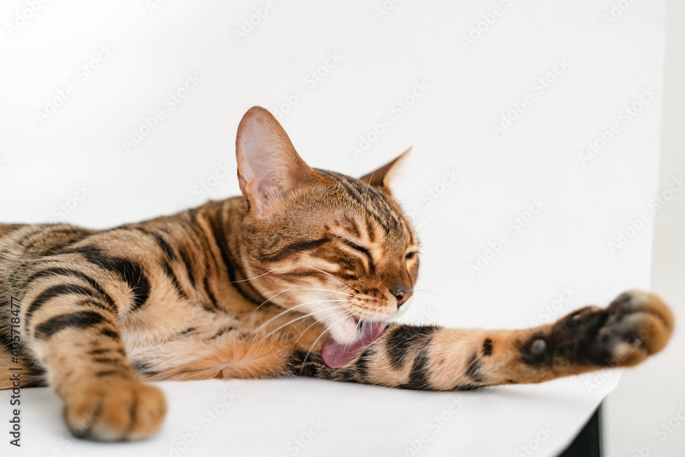 Ginger Bengal cat with green eyes licks on a white background alone