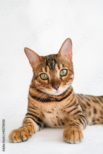 Fototapeta Naklejka Na Ścianę i Meble -  Ginger bengal cat with green eyes close up on a white background alone