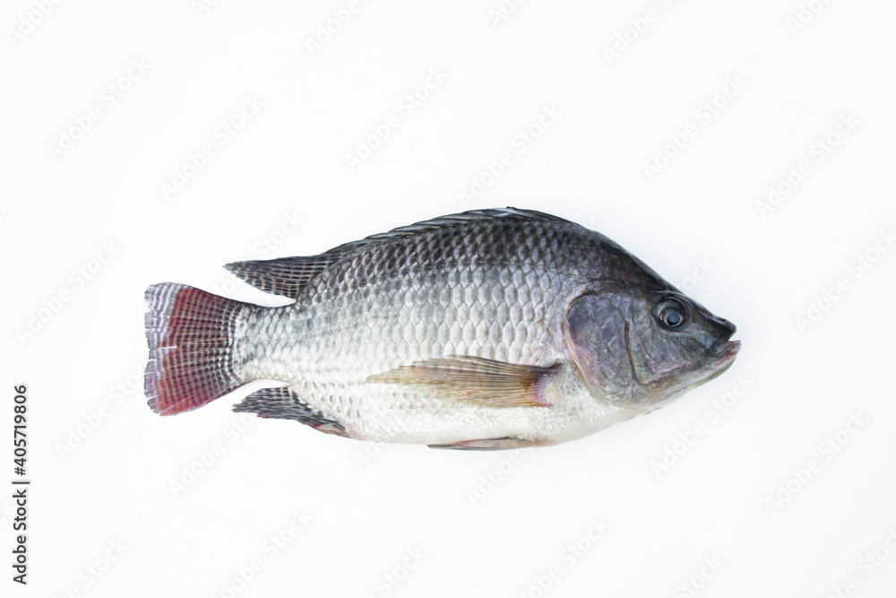 Fototapeta premium Tilapia fish isolated on white background.