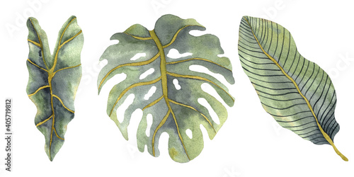 Tropical watercolor leaves collection. Alocasia, monstera and banana leaves isolated on white background