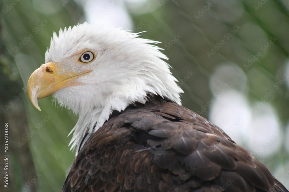 Fototapeta premium American bald eagle