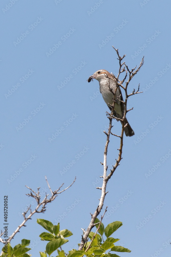 Red-backed shrike. A small songbird sits on a dry branch against the blue sky. Natural habitat. Wildlife. Ukraine. Red-backed shrike. A small songbird sits on a dry branch against the blue sky. Natural habitat. Wildlife. Ukraine.