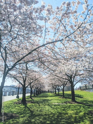 spring in the park