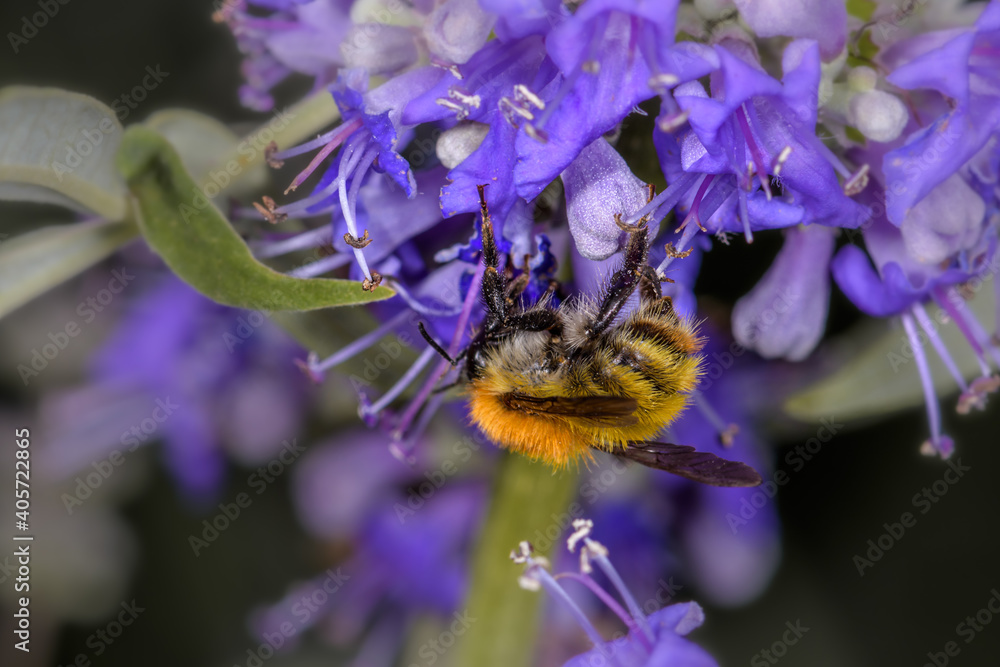 Close up side view of Bombus terrestris bumblebee sucking nectar on a lilac flower. Close up side view of Bombus terrestris bumblebee sucking nectar on a lilac flower.