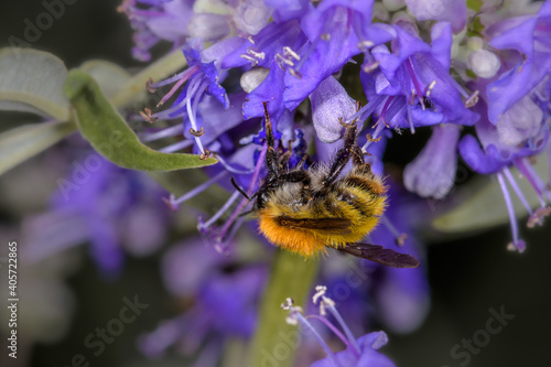 Close up side view of Bombus terrestris bumblebee sucking nectar on a lilac flower.  © Pere Roura