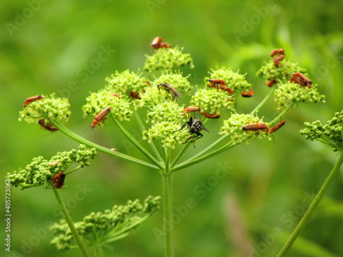 insects on a goutweed flower